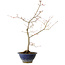 Acer palmatum, 55 cm, ± 15 jaar oud, met een nebari van 8 cm