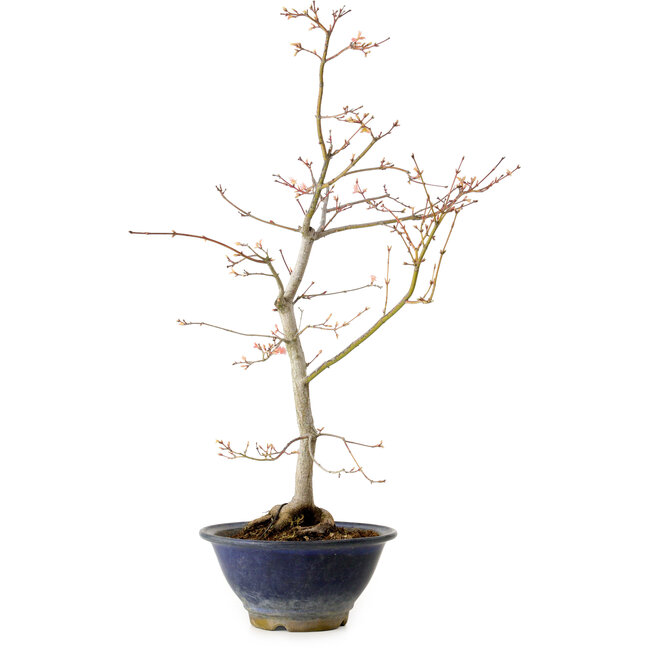 Acer palmatum, 55 cm, ca. 15 Jahre alt, mit einem Wurzelhals von 8 cm
