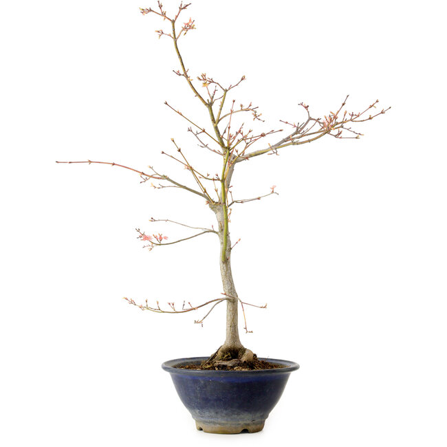 Acer palmatum, 55 cm, ± 15 años, con un nebari de 8 cm