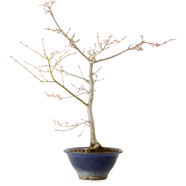 Acer palmatum, 55 cm, ± 15 anni, con nebari di 8 cm