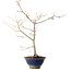 Acer palmatum, 55 cm, ± 15 anni, con nebari di 8 cm