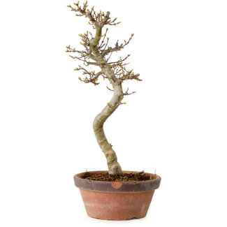 Acer palmatum Shishigashira, 42 cm, ± 10 años de edad