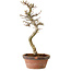 Acer palmatum Shishigashira, 42 cm, ± 10 jaar oud, met een nebari van 5 cm
