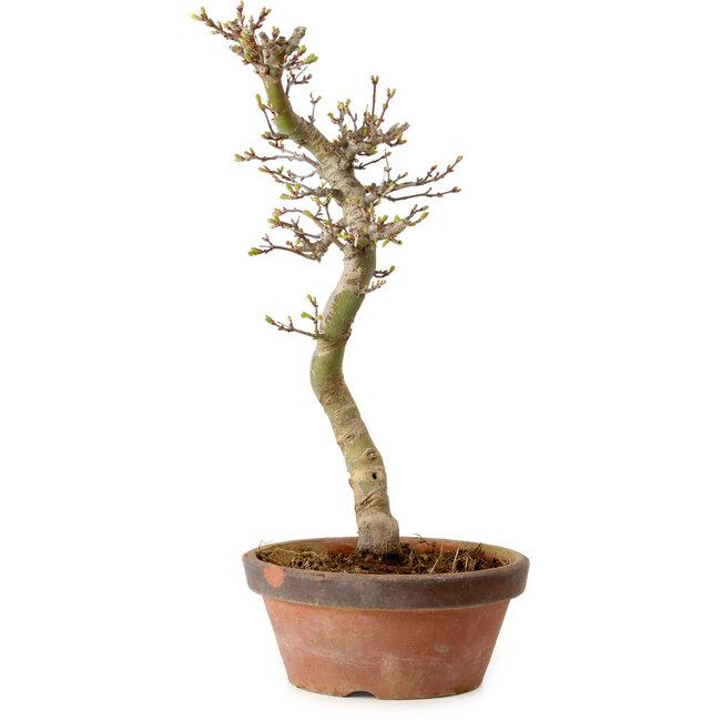 Acer palmatum Shishigashira, 42 cm, ± 10 jaar oud, met een nebari van 5 cm