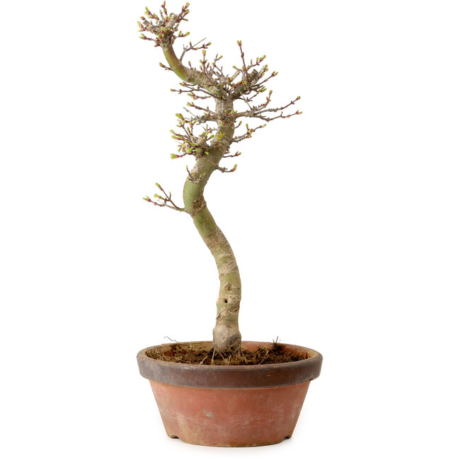 Acer palmatum Shishigashira, 42 cm, ± 10 years old, with a nebari of 5 cm