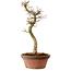 Acer palmatum Shishigashira, 42 cm, ± 10 years old, with a nebari of 5 cm