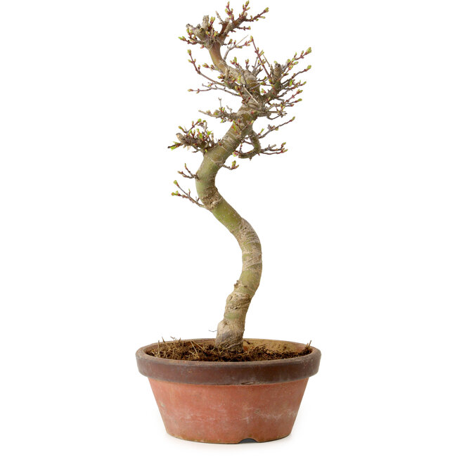 Acer palmatum Shishigashira, 42 cm, ± 10 años, con un nebari de 5 cm