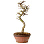 Acer palmatum Shishigashira, 42 cm, ± 10 anni, con nebari di 5 cm
