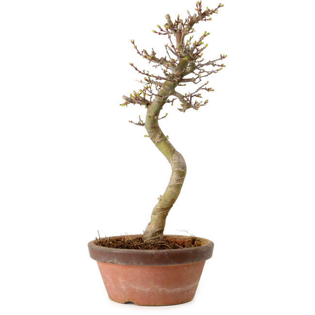 Acer palmatum Shishigashira, 42 cm, ± 10 ans, avec un nebari de 5 cm