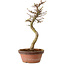 Acer palmatum Shishigashira, 42 cm, ± 10 anni, con nebari di 5 cm