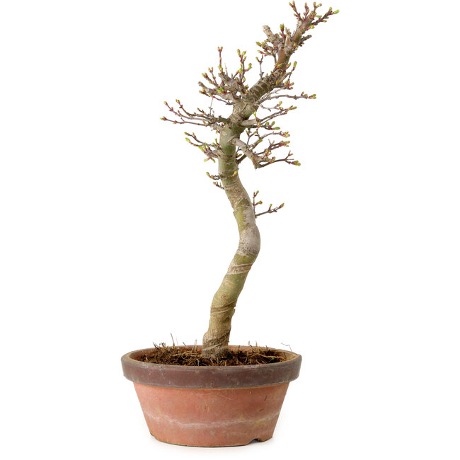 Acer palmatum Shishigashira, 42 cm, ± 10 anni, con nebari di 5 cm
