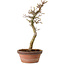 Acer palmatum Shishigashira, 42 cm, ± 10 anni, con nebari di 5 cm