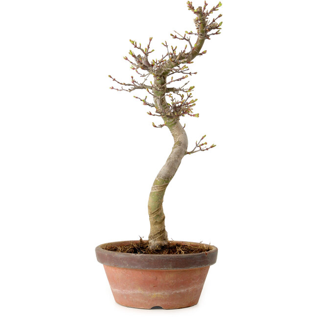 Acer palmatum Shishigashira, 42 cm, ± 10 anni, con nebari di 5 cm
