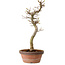 Acer palmatum Shishigashira, 42 cm, ± 10 ans, avec un nebari de 5 cm