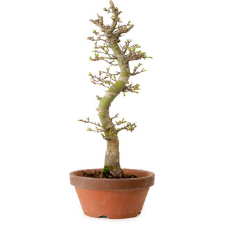 Acer palmatum Shishigashira, 42 cm, ± 10 años de edad