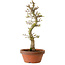 Acer palmatum Shishigashira, 42 cm, ± 10 years old, with a nebari of 5 cm