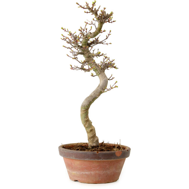 Acer palmatum Shishigashira, 42 cm, ± 10 years old, with a nebari of 5 cm
