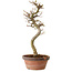Acer palmatum Shishigashira, 42 cm, ± 10 years old, with a nebari of 5 cm