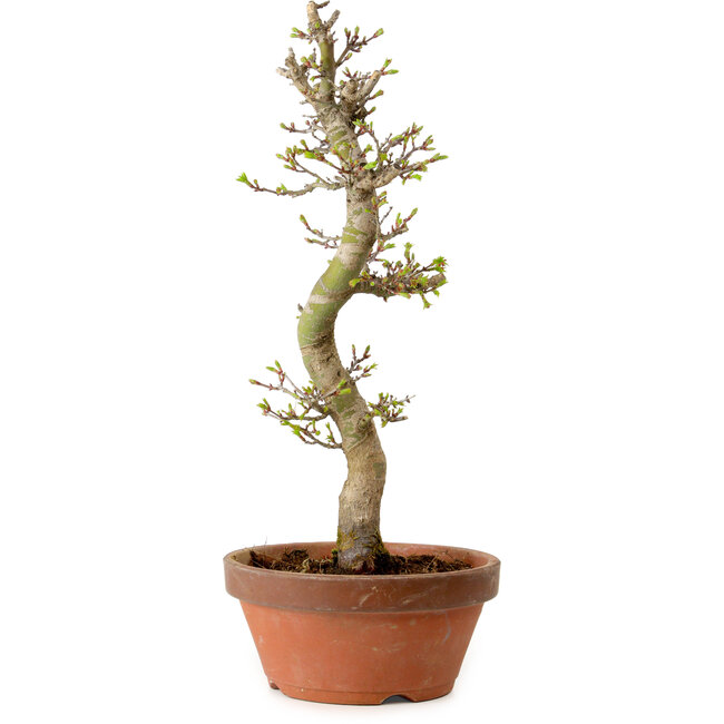 Acer palmatum Shishigashira, 42 cm, ± 10 jaar oud, met een nebari van 5 cm