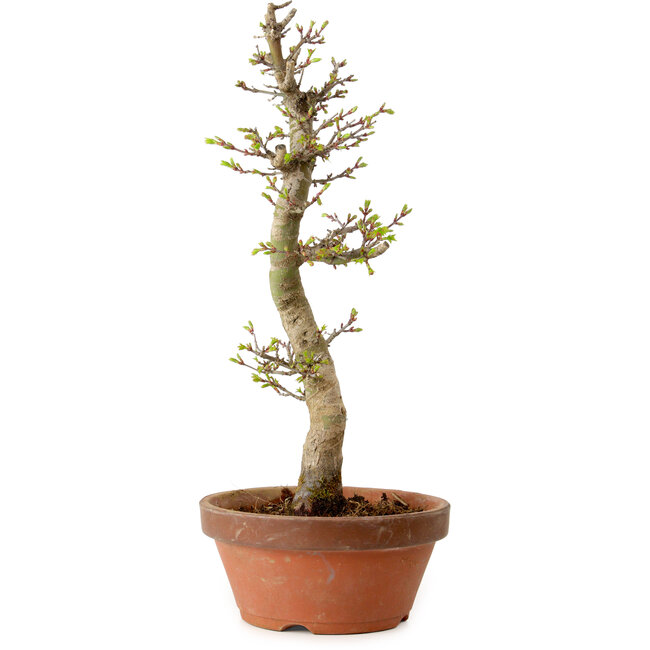 Acer palmatum Shishigashira, 42 cm, ± 10 jaar oud, met een nebari van 5 cm