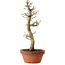 Acer palmatum Shishigashira, 42 cm, ± 10 Jahre alt, mit einem Wurzelhals von 5 cm