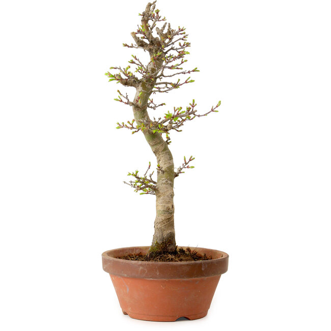 Acer palmatum Shishigashira, 42 cm, ± 10 anni, con nebari di 5 cm
