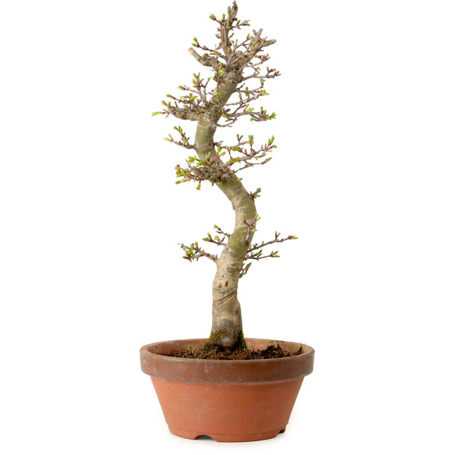 Acer palmatum Shishigashira, 42 cm, ± 10 years old, with a nebari of 5 cm