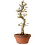 Acer palmatum Shishigashira, 42 cm, ± 10 years old, with a nebari of 5 cm