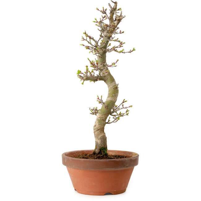 Acer palmatum Shishigashira, 42 cm, ± 10 years old, with a nebari of 5 cm