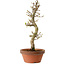 Acer palmatum Shishigashira, 42 cm, ± 10 Jahre alt, mit einem Wurzelhals von 5 cm