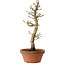 Acer palmatum Shishigashira, 42 cm, ± 10 Jahre alt, mit einem Wurzelhals von 5 cm