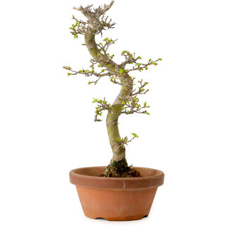 Acer palmatum Shishigashira, 42 cm, ± 10 años de edad