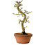 Acer palmatum Shishigashira, 42 cm, ± 10 anni, con nebari di 5 cm