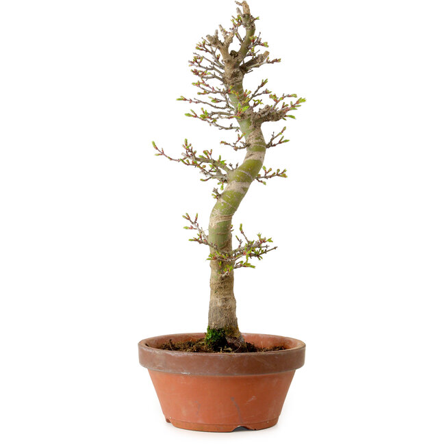 Acer palmatum Shishigashira, 42 cm, ± 10 anni, con nebari di 5 cm