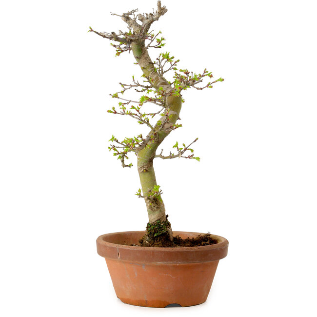 Acer palmatum Shishigashira, 42 cm, ± 10 jaar oud, met een nebari van 5 cm