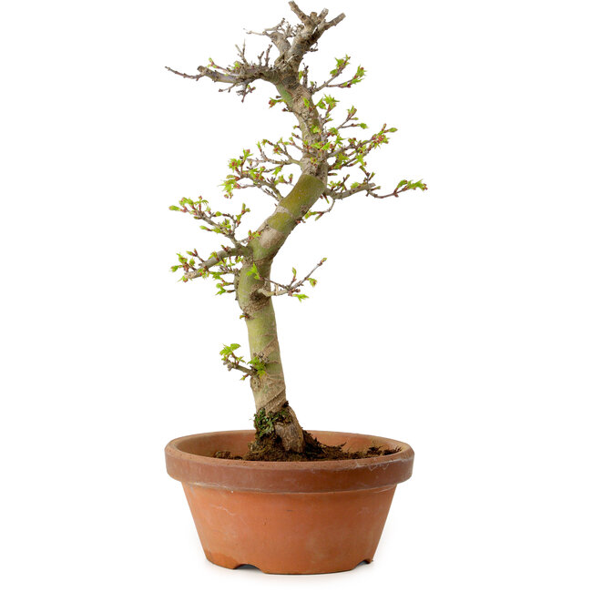 Acer palmatum Shishigashira, 42 cm, ± 10 jaar oud, met een nebari van 5 cm