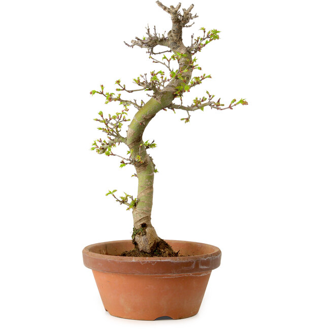 Acer palmatum Shishigashira, 42 cm, ± 10 Jahre alt, mit einem Wurzelhals von 5 cm