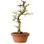Acer palmatum Shishigashira, 42 cm, ± 10 ans, avec un nebari de 5 cm