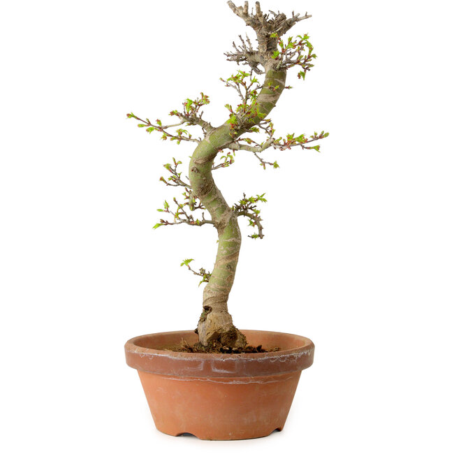 Acer palmatum Shishigashira, 42 cm, ± 10 jaar oud, met een nebari van 5 cm