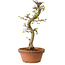 Acer palmatum Shishigashira, 42 cm, ± 10 ans, avec un nebari de 5 cm