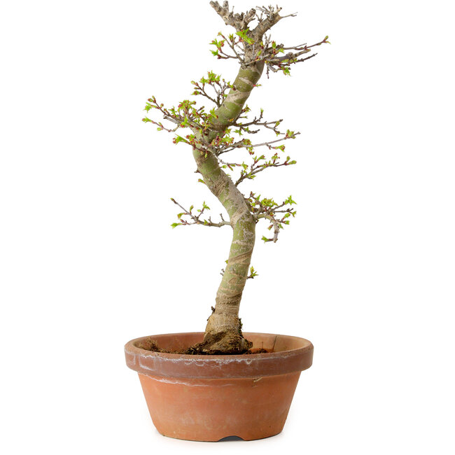 Acer palmatum Shishigashira, 42 cm, ± 10 jaar oud, met een nebari van 5 cm