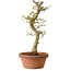 Acer palmatum Shishigashira, 42 cm, ± 10 anni, con nebari di 5 cm