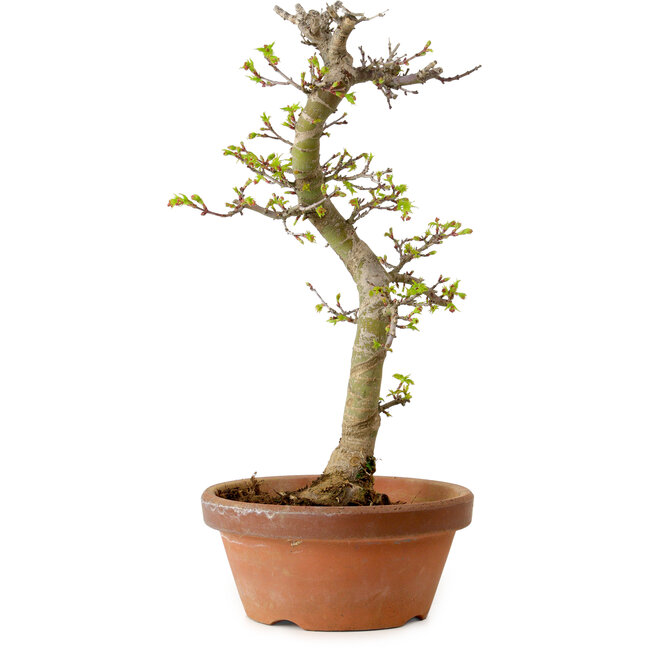 Acer palmatum Shishigashira, 42 cm, ± 10 years old, with a nebari of 5 cm