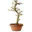 Acer palmatum Shishigashira, 42 cm, ± 10 years old, with a nebari of 5 cm