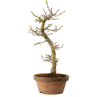 Acer palmatum Shishigashira, 42 cm, ± 10 años de edad