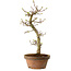 Acer palmatum Shishigashira, 42 cm, ± 10 ans, avec un nebari de 5 cm