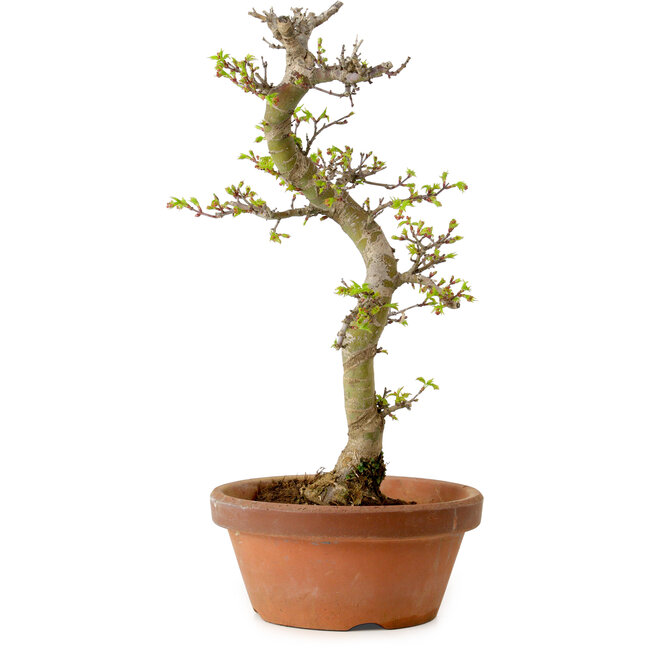 Acer palmatum Shishigashira, 42 cm, ± 10 anni, con nebari di 5 cm