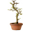 Acer palmatum Shishigashira, 42 cm, ± 10 Jahre alt, mit einem Wurzelhals von 5 cm