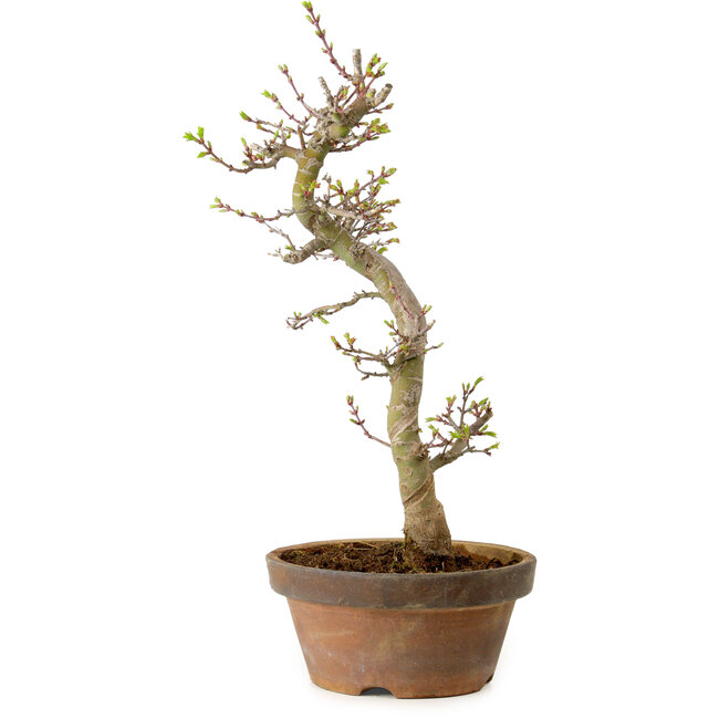 Acer palmatum Shishigashira, 42 cm, ± 10 years old, with a nebari of 5 cm