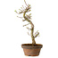 Acer palmatum Shishigashira, 42 cm, ± 10 Jahre alt, mit einem Wurzelhals von 5 cm